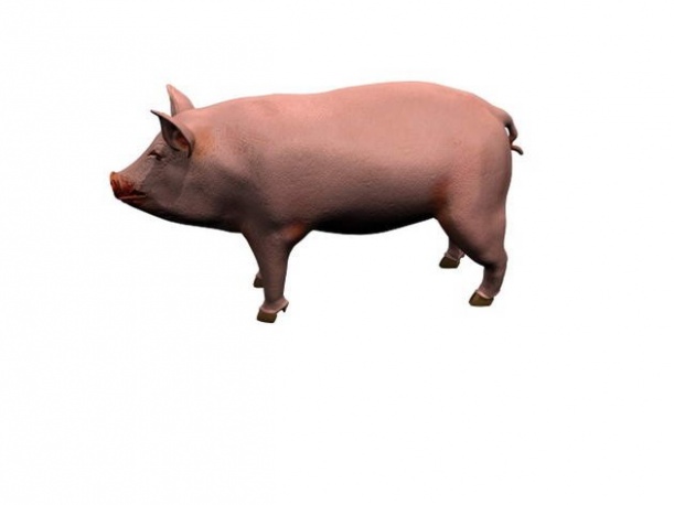 猪-动物3d模型下载