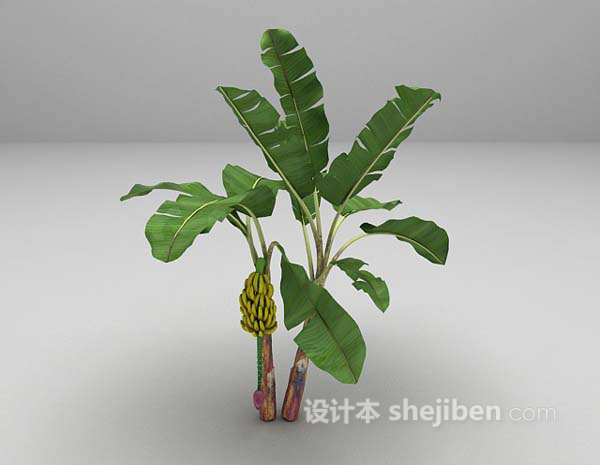 芭蕉树3d模型下载-设计本3D模型下载