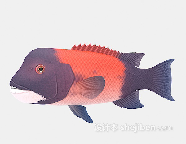 设计本小丑鱼3d模型下载
