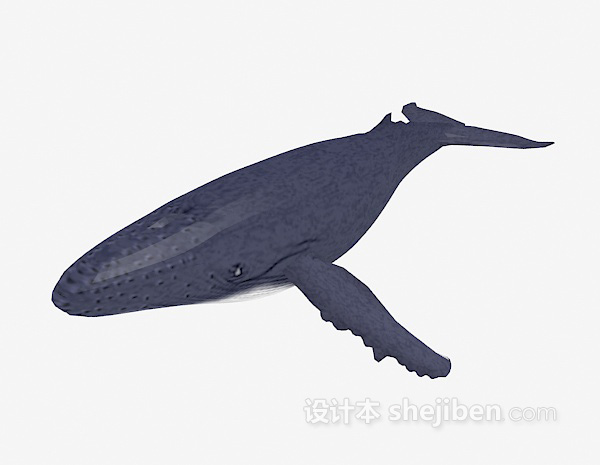 免费鲨鱼3d模型下载