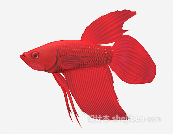 设计本红色金鱼3d模型下载