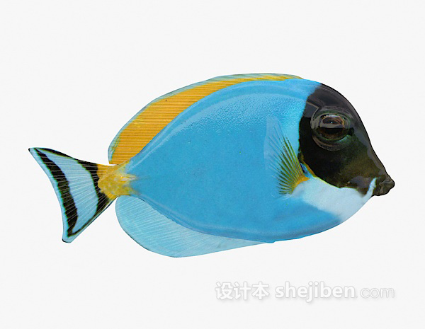 免费蓝色的鱼3d模型下载