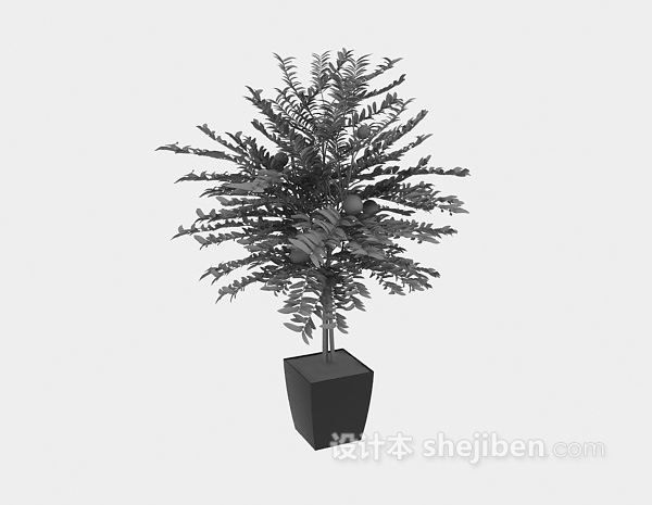 免费盆栽植物3d模型下载