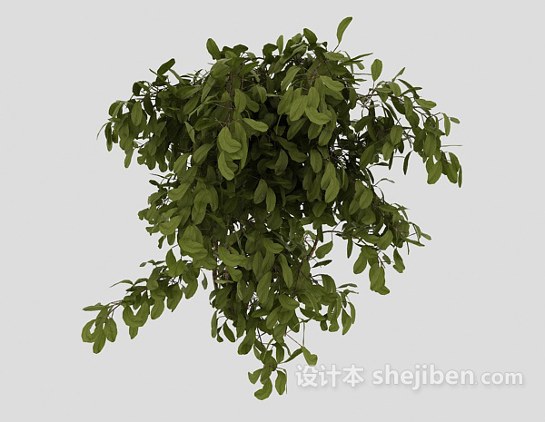 设计本室外常见绿色植物3d模型下载