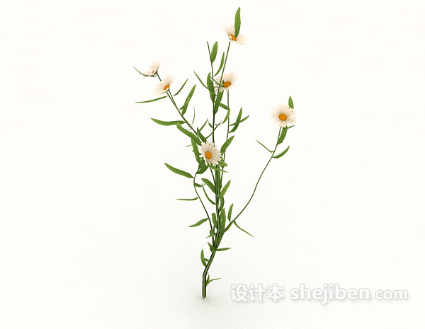 免费白色野菊花3d模型下载