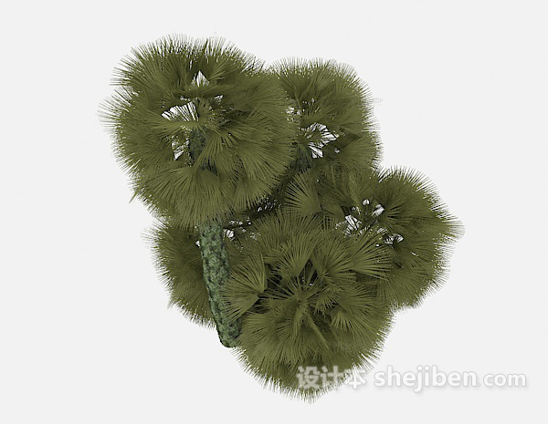 松树植物3d模型下载