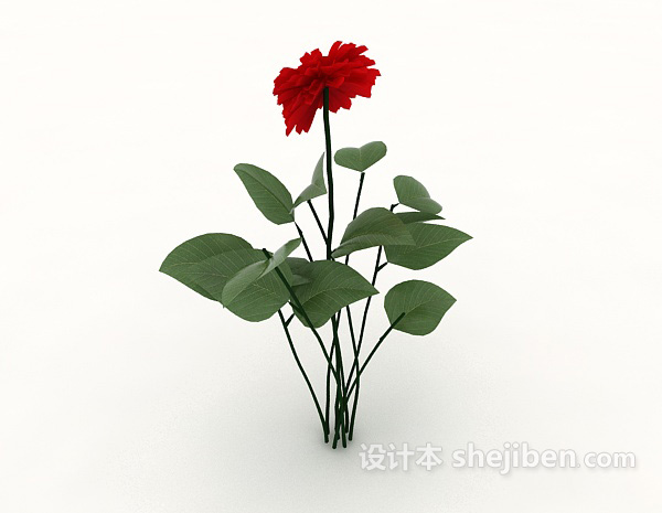 红花植物3d模型下载