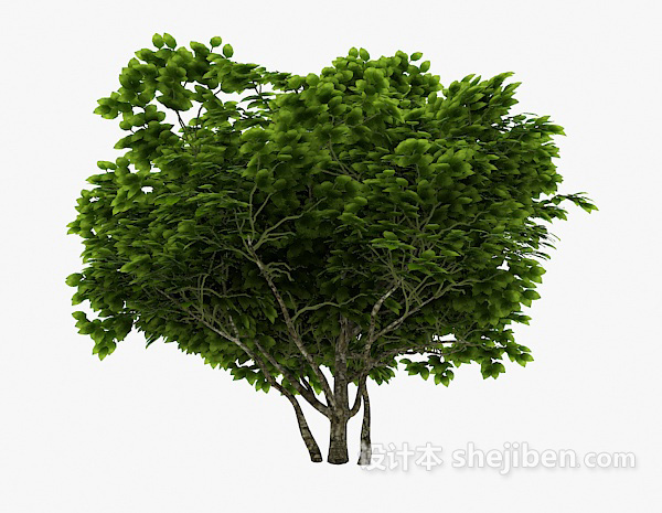 室外植物古树3d模型下载