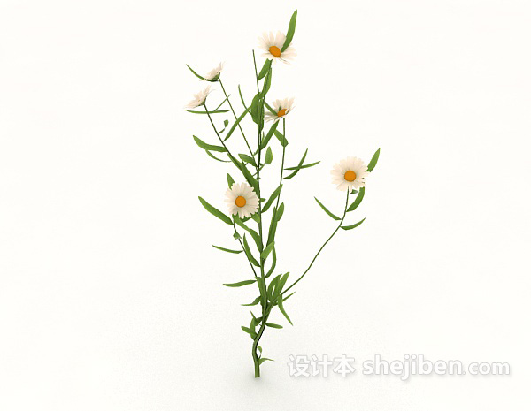 设计本白色野菊花3d模型下载