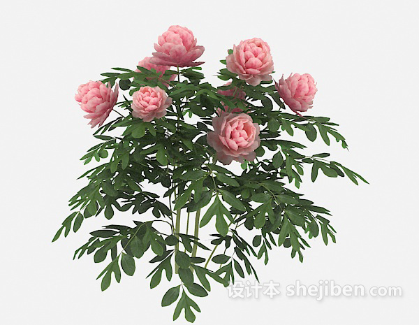 免费粉色花朵植物3d模型下载