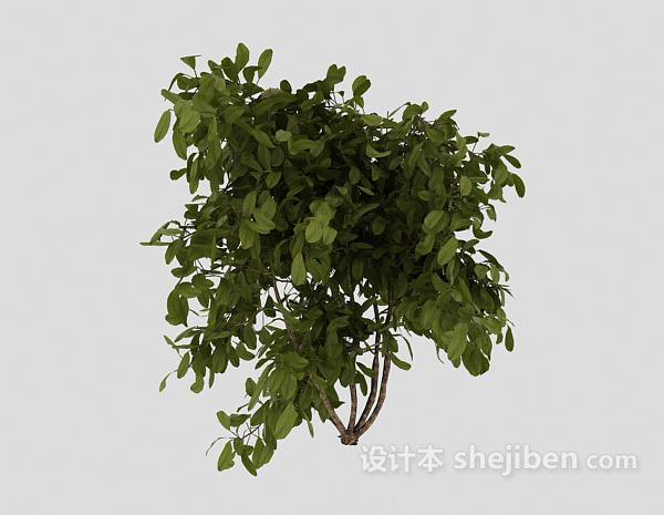 室外常见绿色植物3d模型下载