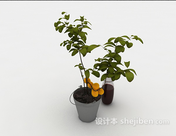 免费小株橘树盆栽3d模型下载