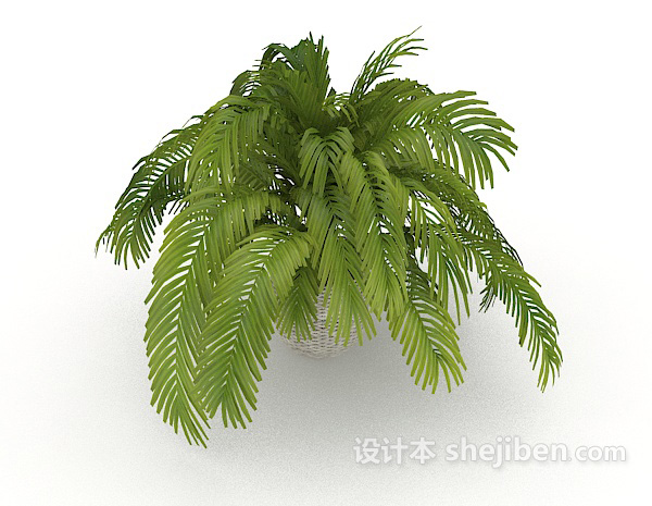 现代风格铁树植物3d模型下载