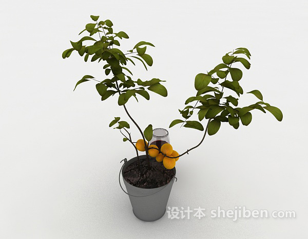 设计本小株橘树盆栽3d模型下载