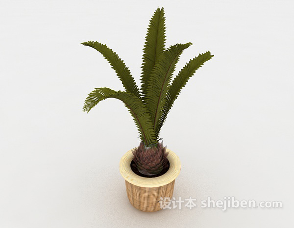 铁树植物装饰3d模型下载