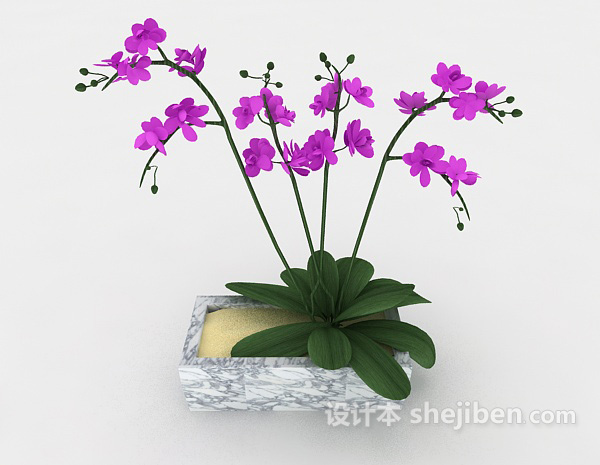 现代风格漂亮兰花盆栽3d模型下载