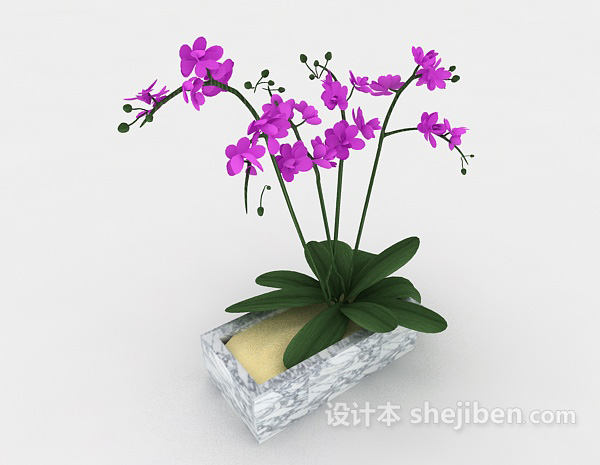 漂亮兰花盆栽3d模型下载