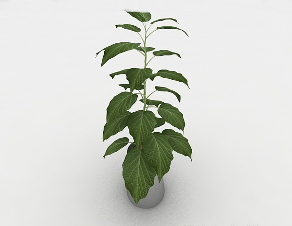 常见绿色室内盆栽3d模型下载
