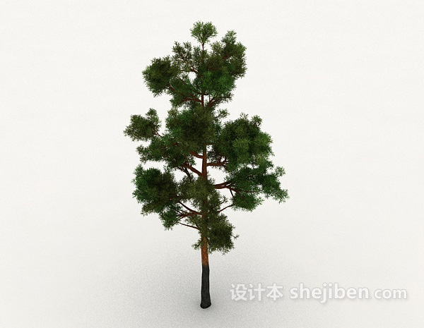 常见松树品种3d模型下载