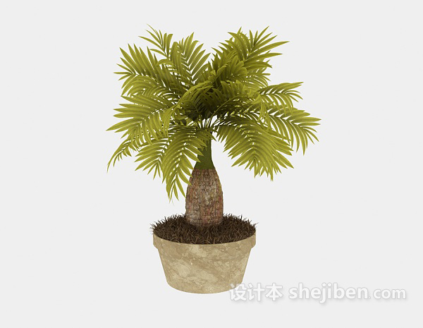 免费小型棕榈树3d模型下载