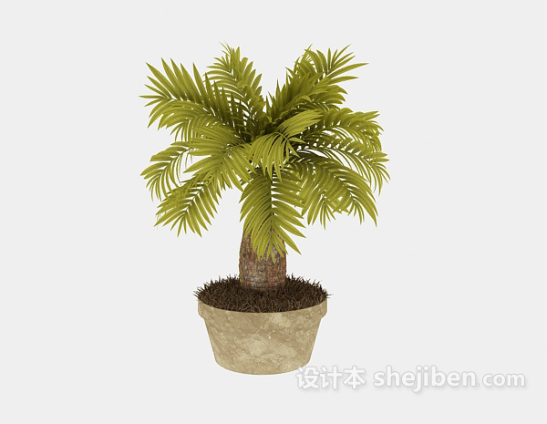 现代风格小型棕榈树3d模型下载