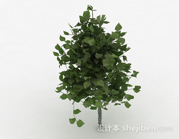 椭圆形树叶观赏植物3d模型下载