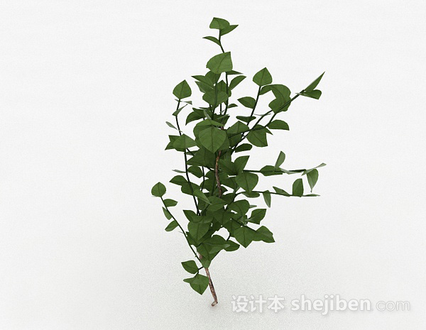 免费椭圆形树叶观赏植物3d模型下载