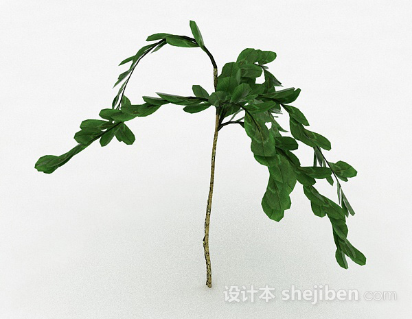 免费倒卵形树叶灌木植物3d模型下载