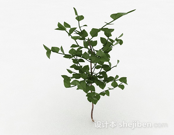 椭圆形树叶观赏植物3d模型下载