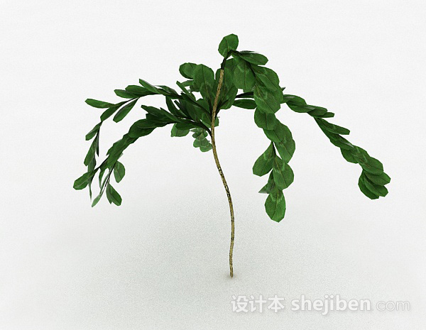 倒卵形树叶灌木植物3d模型下载