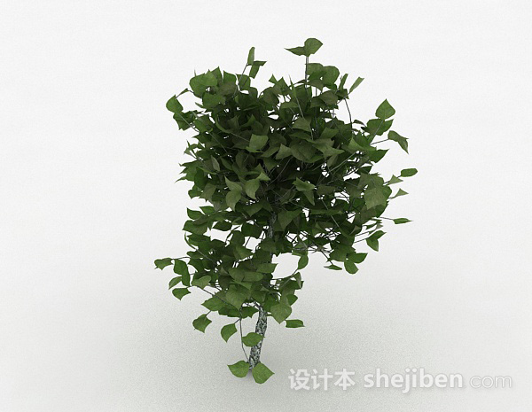 免费椭圆形树叶观赏植物3d模型下载