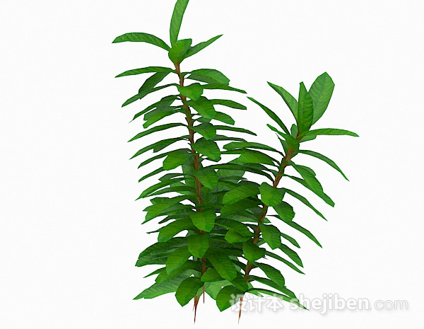 设计本细长型叶子植物3d模型下载