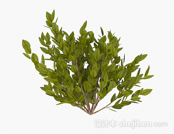 免费黄绿色椭圆形叶子植物3d模型下载