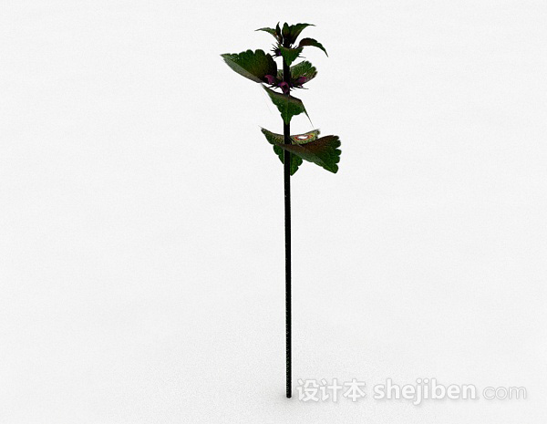 设计本单株绿叶野外植物3d模型下载