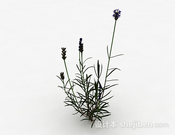 其它单株紫色花朵植物3d模型下载