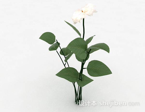 设计本白色花卉植物3d模型下载