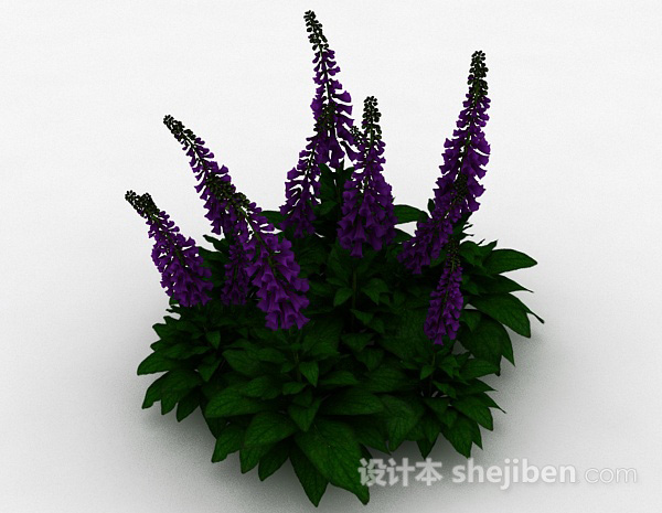 设计本紫色花朵狭叶洋地黄3d模型下载
