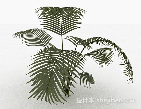 免费高大蕨科类植物3d模型下载