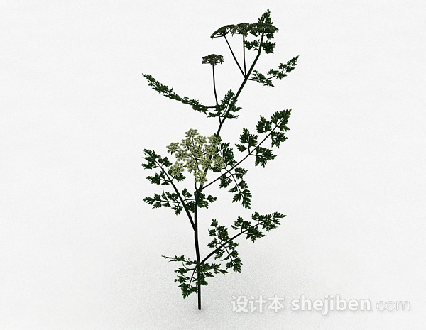 其它单株白色花朵植物3d模型下载