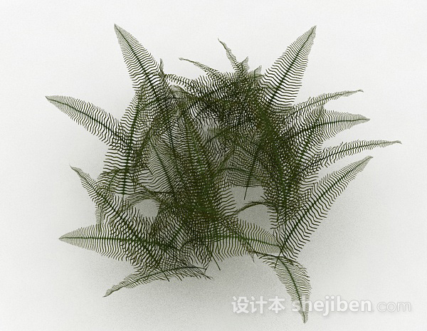 细叶蕨科类植物3d模型下载