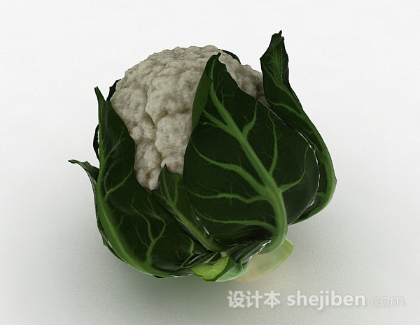 设计本白色花包菜3d模型下载