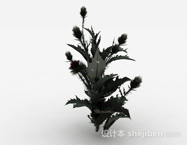 其它多刺叶子植物3d模型下载