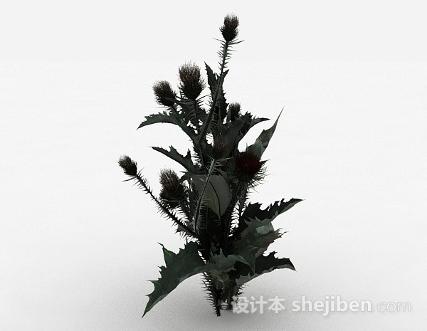 多刺叶子植物3d模型下载