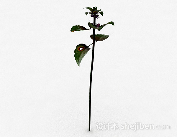 其它单株绿叶野外植物3d模型下载
