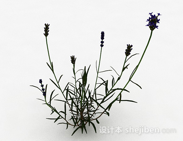 设计本单株紫色花朵植物3d模型下载