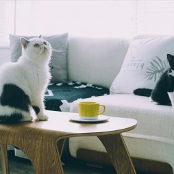 猫猫咪呀·两兄弟和六只猫咪的家—客厅图片