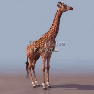 3D长颈鹿模型-动物模型23