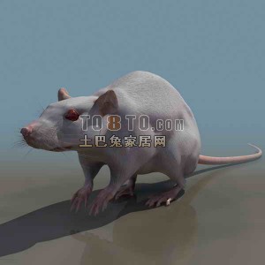 动物库19-老鼠3d模型下载
