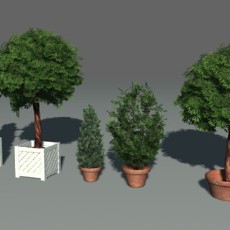 柏树盆景植物3d模型下载
