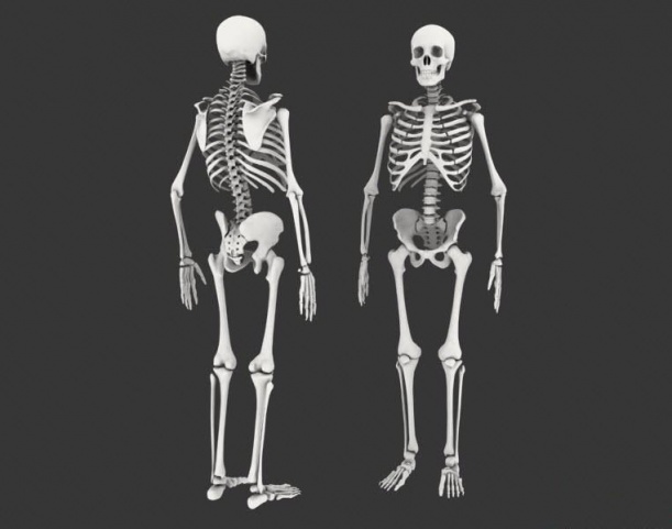 人体骨骼3d模型下载